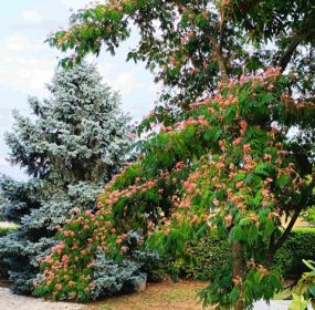 Garden at Put Perišići 1, Oprič, Opatija